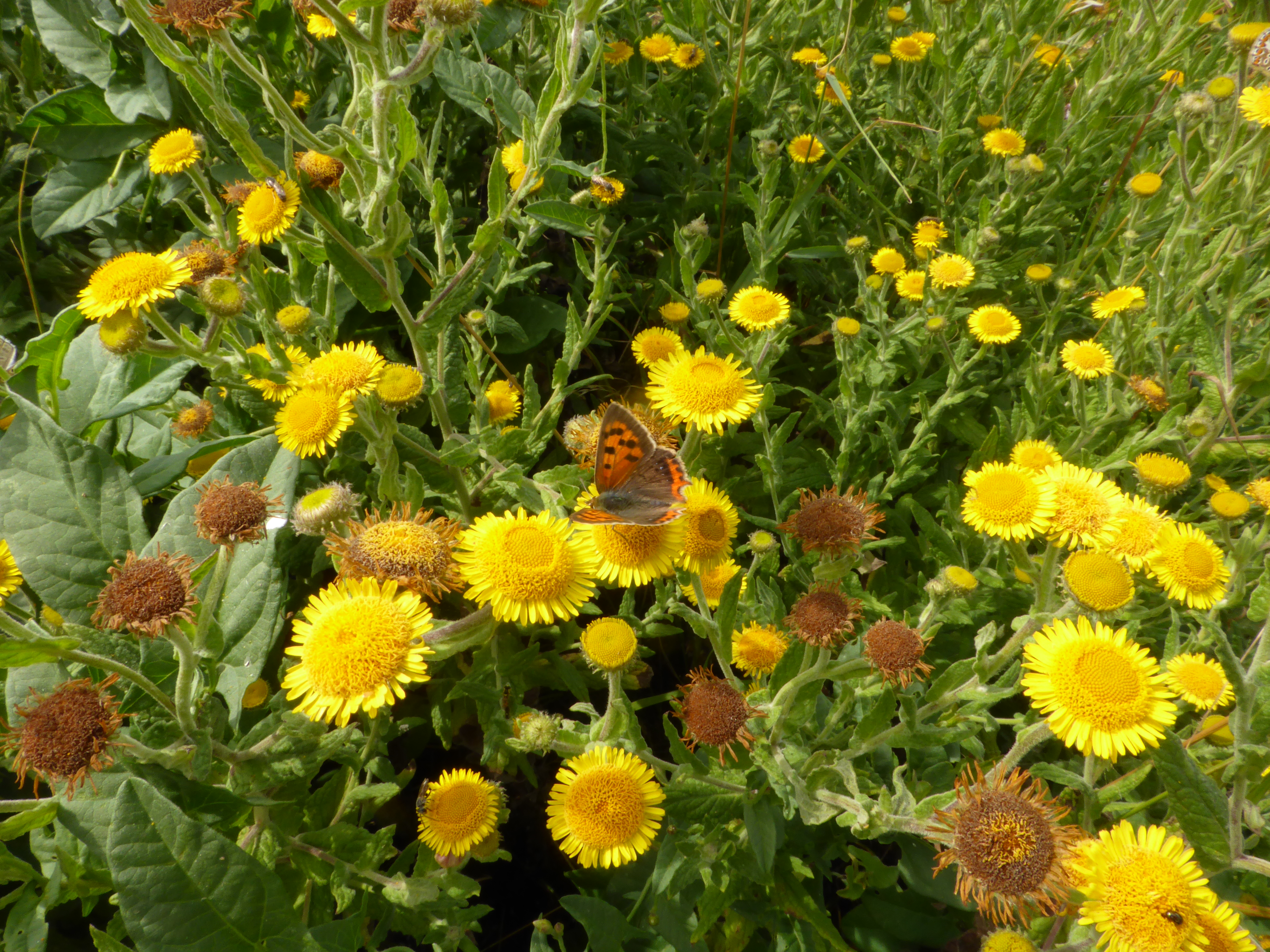 Small Copper feeding on fleabane