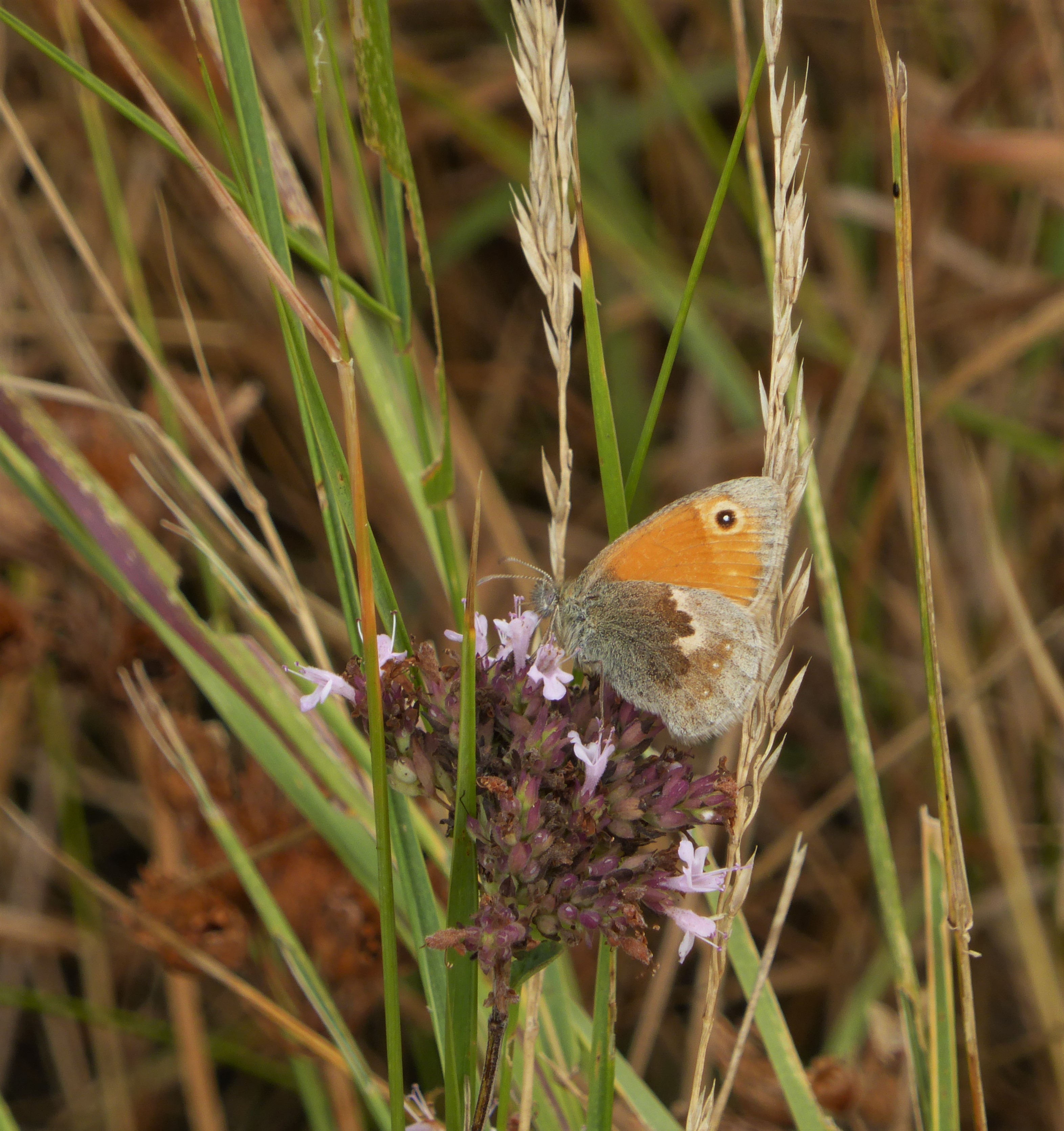 Small Heath feeding on marjoram