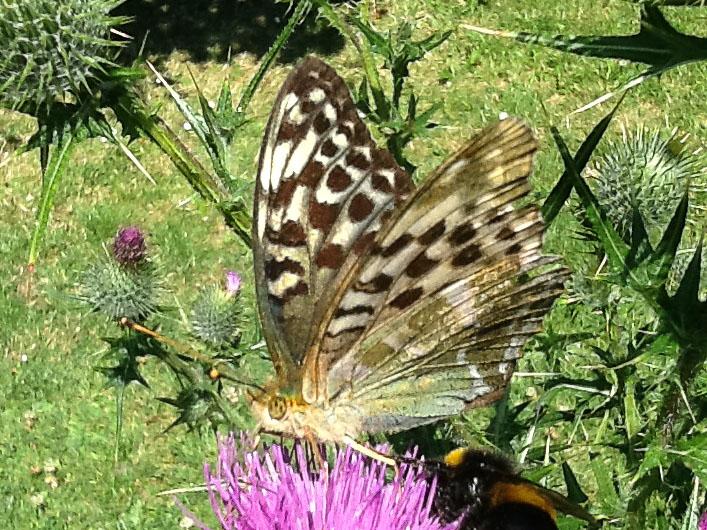 Pale, faded Valezina - our mystery butterfly?
