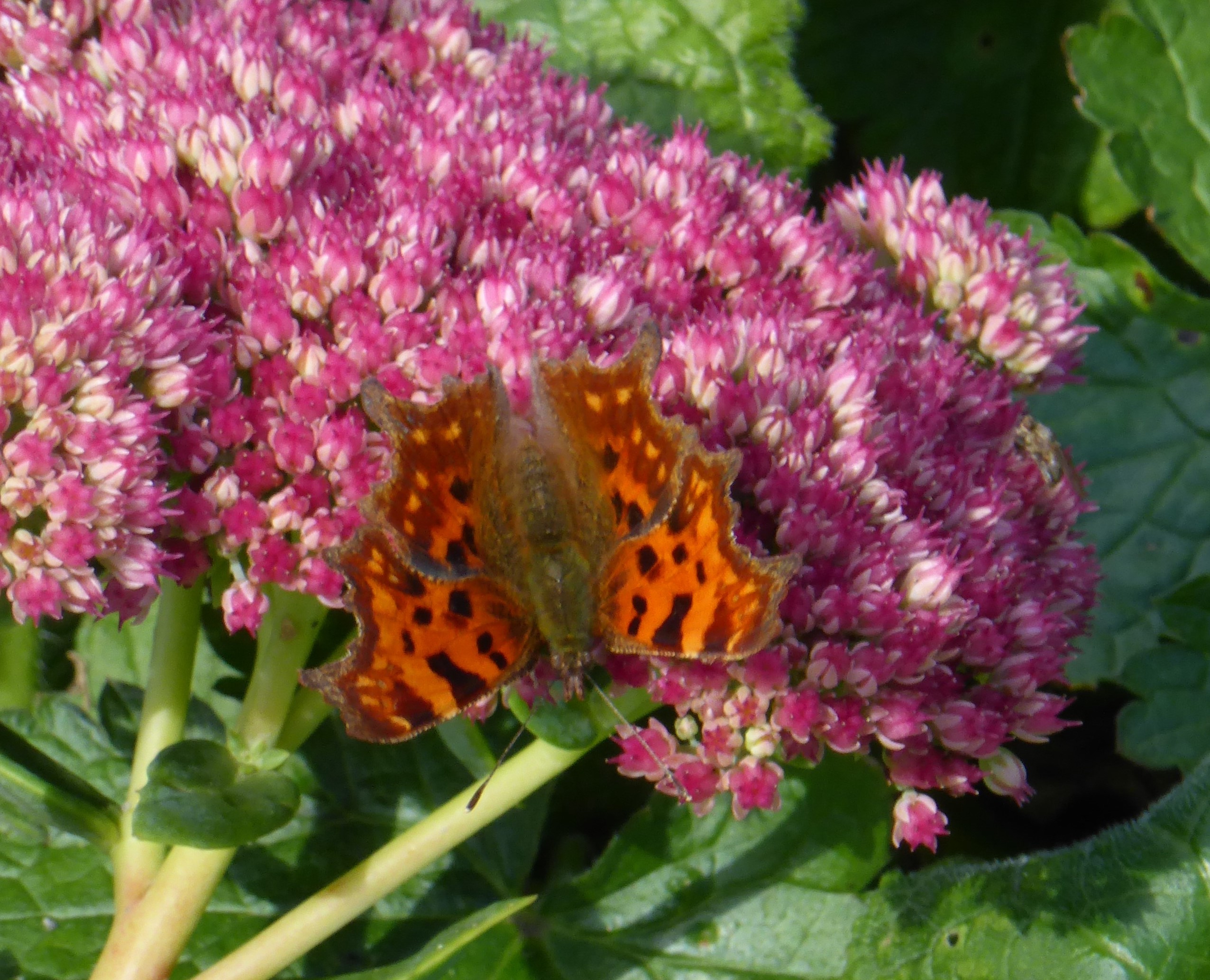 Comma feasting on ice plant (Sedum spectabile)