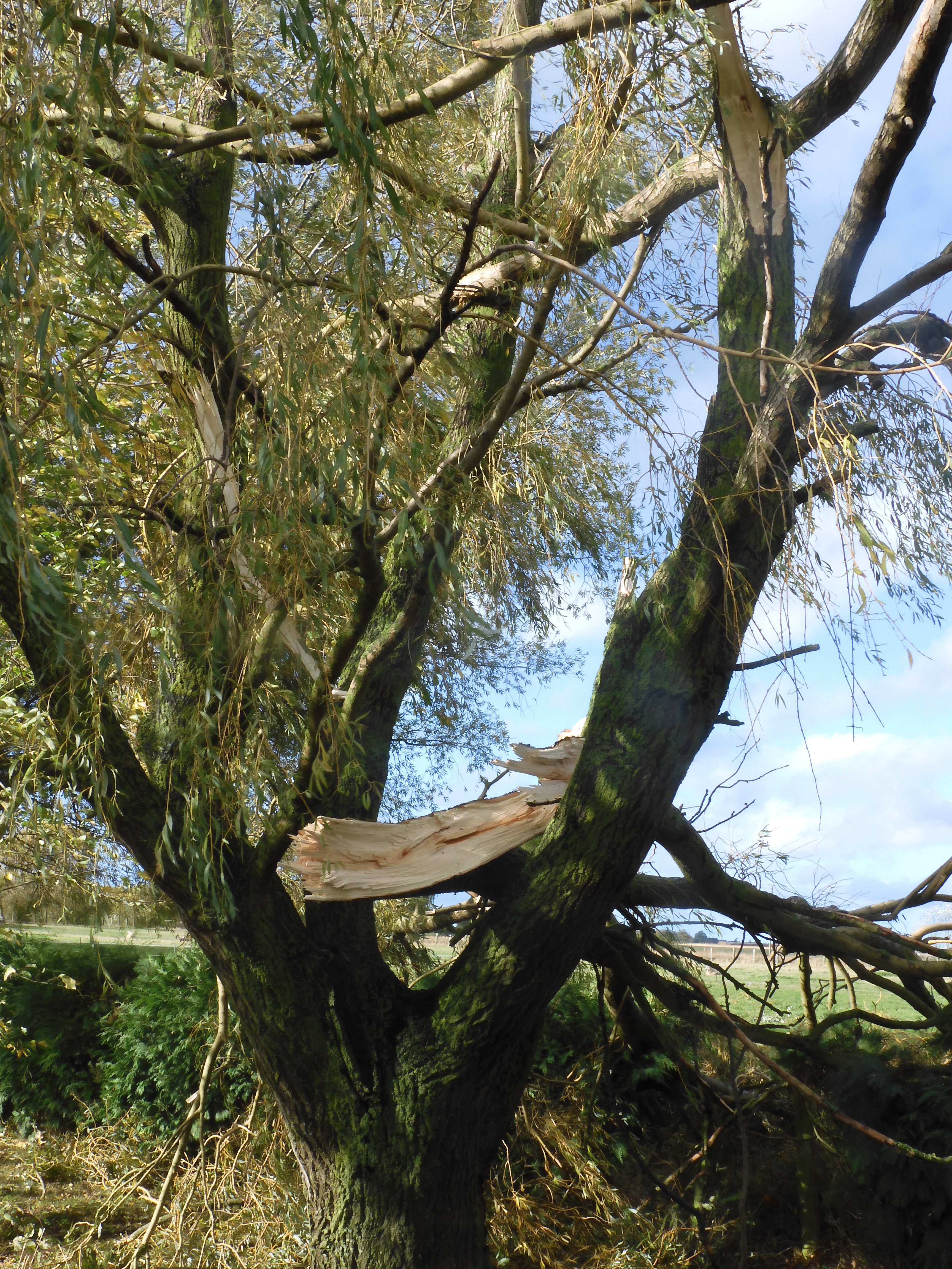 Storm damage