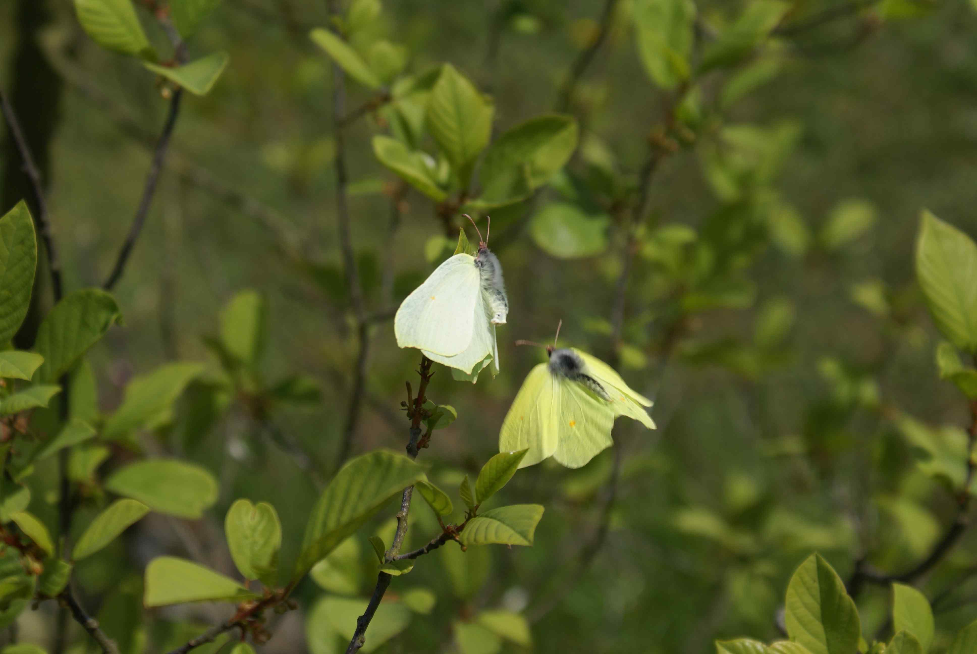 Open winged Brimstone