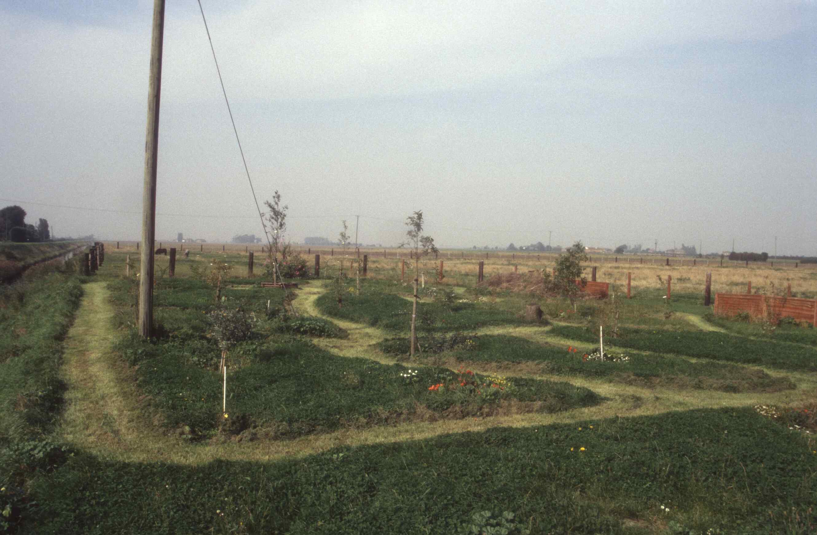 Early shot of  woodland garden planting of original saplings.