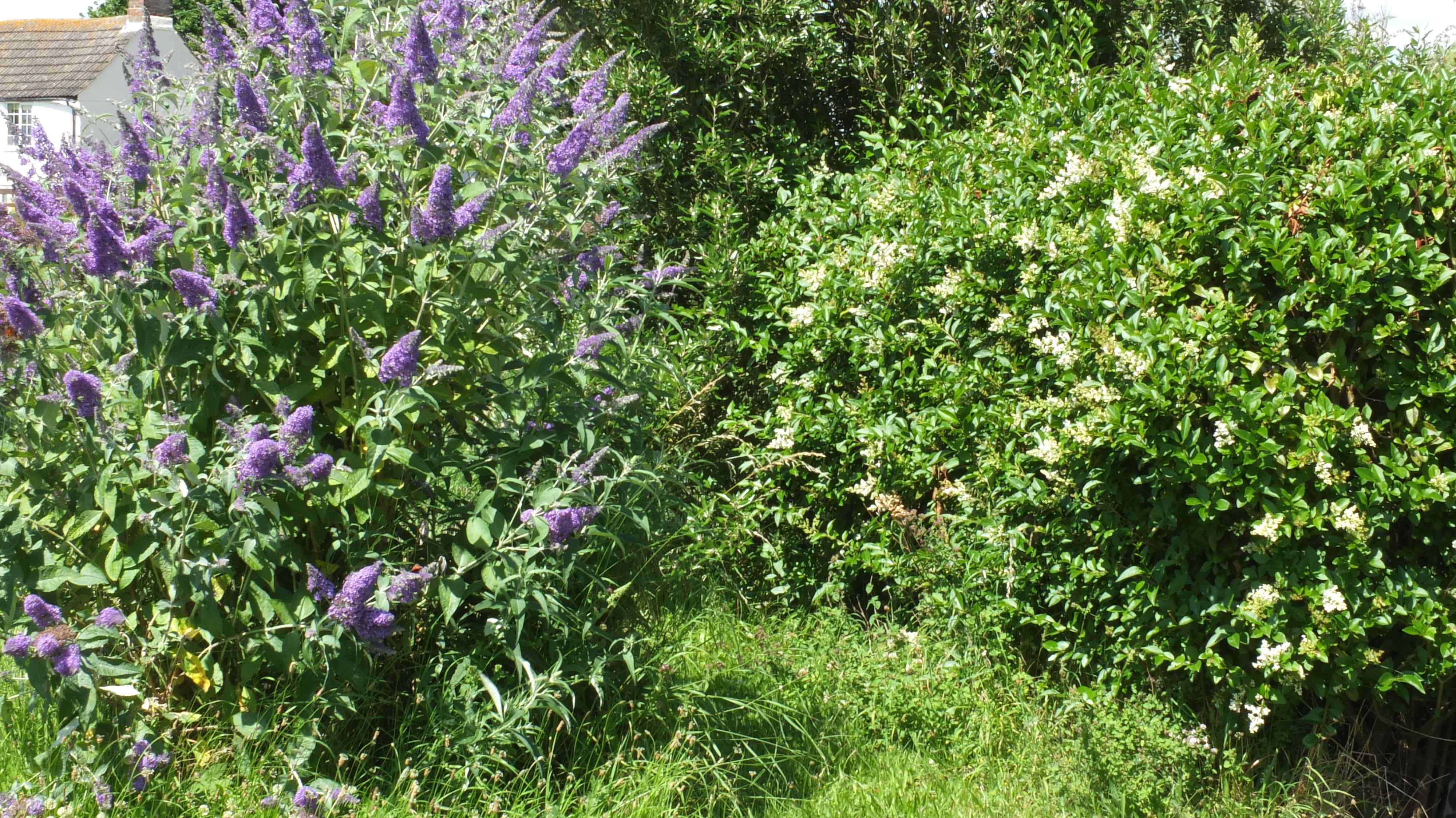 privet