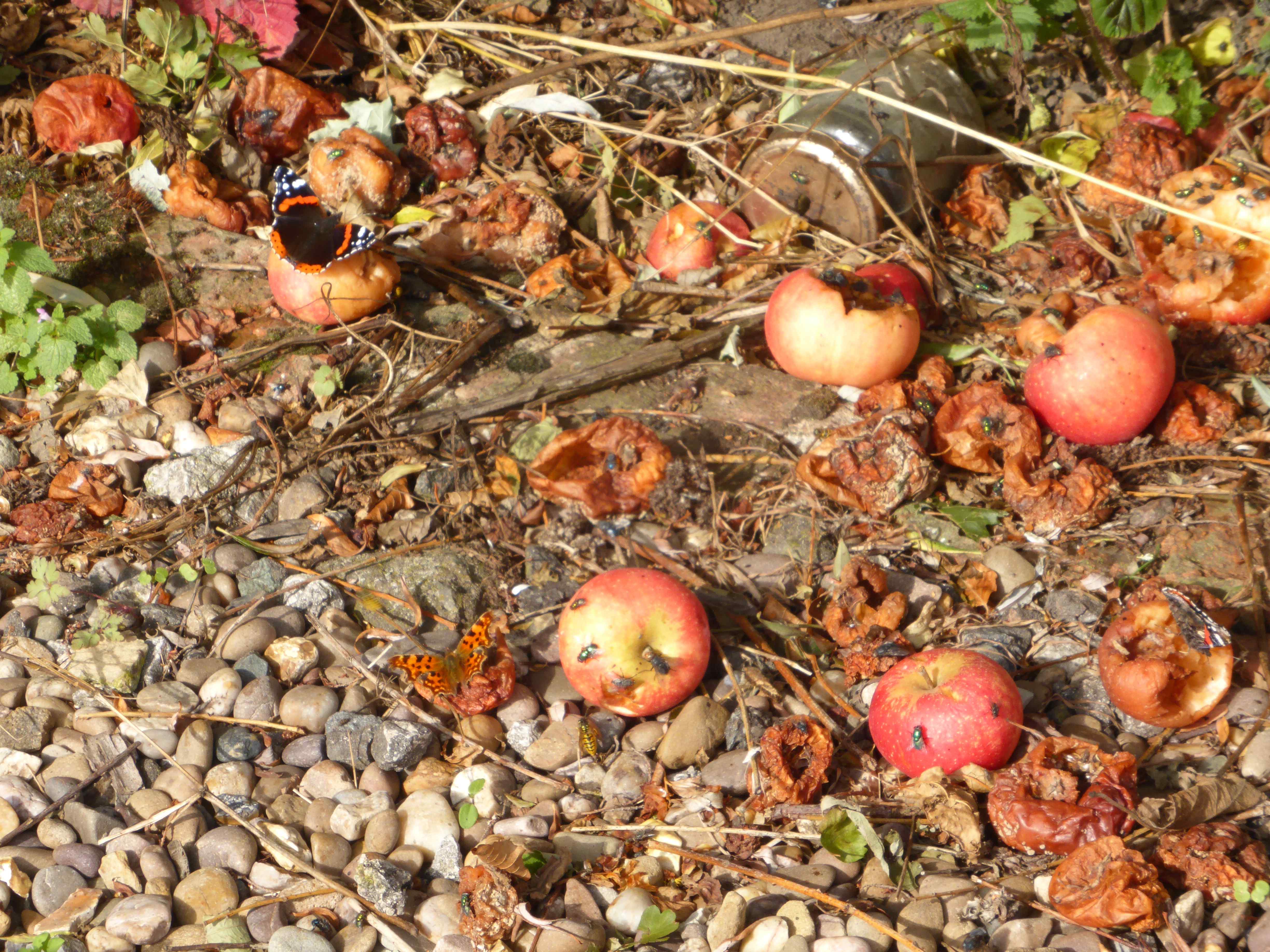 rotting fruit