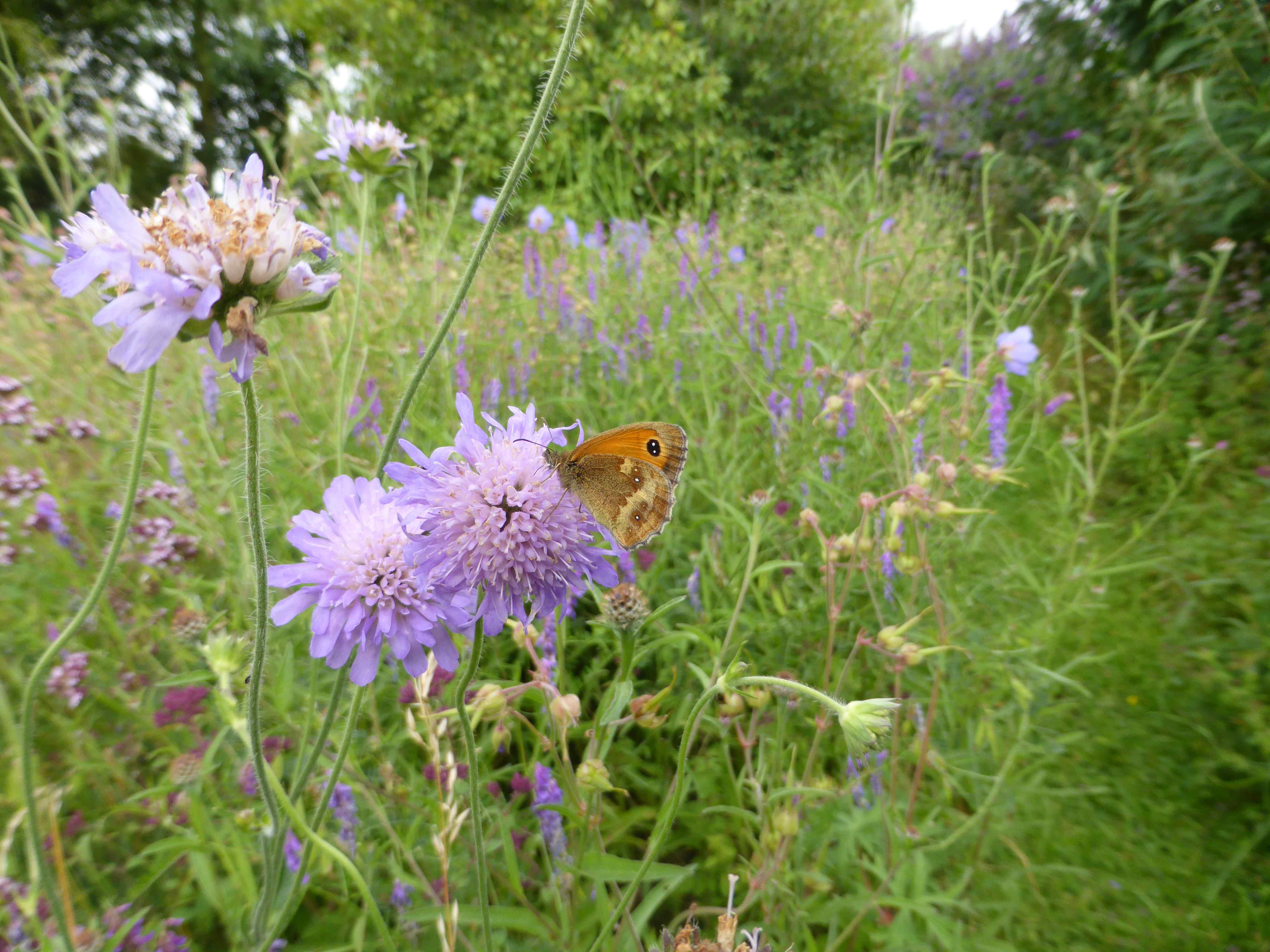 scabious