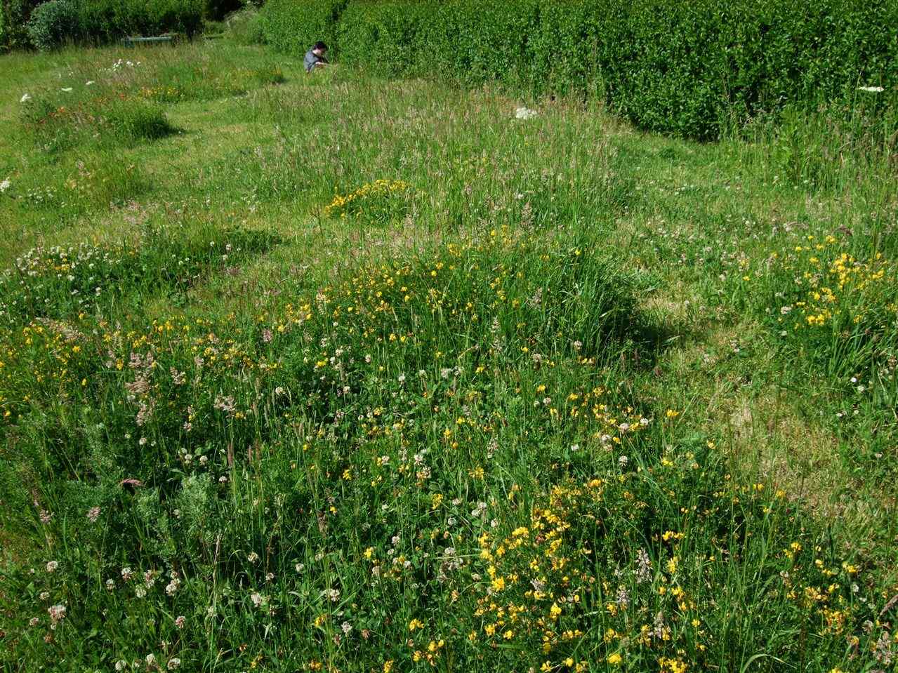 The Meadow