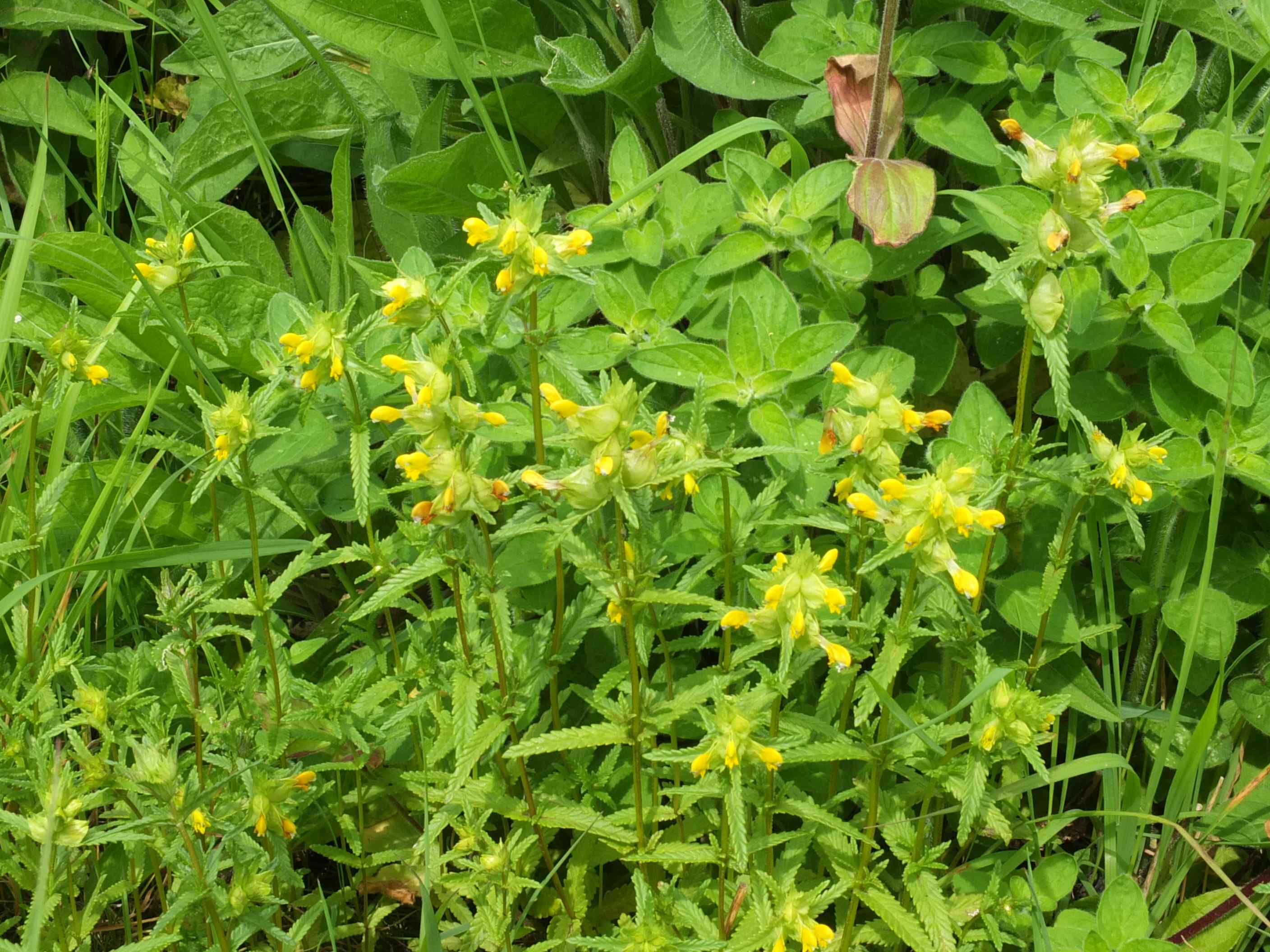 Yellow rattle, nature's way of keeping the grasses at bay.